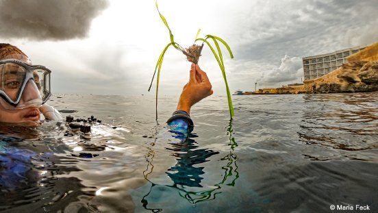 Taucher-hält-eine-Seegraspflanze.jpg