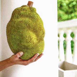 Bio-Jackfrucht aus biologischen Hausgärten