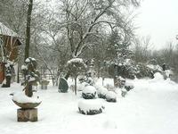 Birkenried im Winter