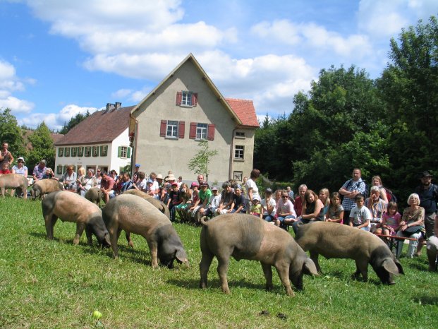 FLM Neuhausen Historische Schweinehut 2.JPG