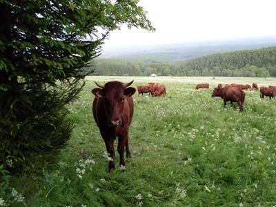 Harzer Rotvieh auf den Feuersteinwiesen
bei Schierke / Foto Dr. Gunter Karste