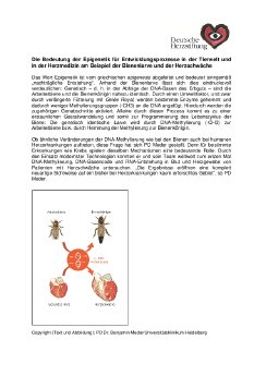 Infokasten_Epigenetik_Dr Meder_Winterstein-Preis_2017-08-25 FIN.pdf