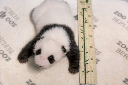 Panda Nachwuchs öffnet die Augen_Zoo Berlin(1).jpg