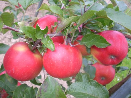 Artevos_Apfel_Orange Crisp®_‘UEB 06481‘-s-.jpg