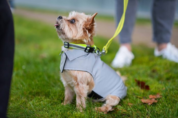 (A)Outdoor-Set Mantel (5), Halsband (3) Leine (8).jpg