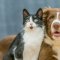 Wenn Hund und Katze zusammenziehen: So gelingt die Vergesellschaftung ohne Stress