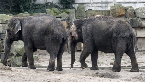 Elefanten Astra (links) und Louise verlassen den Tierpark_Tierpark Berlin_Dezember 2014_Kar.jpg