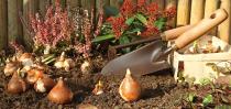 Jetzt ist der ideale Zeitpunkt, um im Garten Blumenzwiebeln fürs Frühjahr zu setzen. Bild: © hcast/stock.adobe.com/bauemotion.de