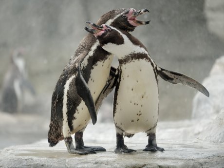 Pinguine in Love@Bernd Ohlthaver.jpg