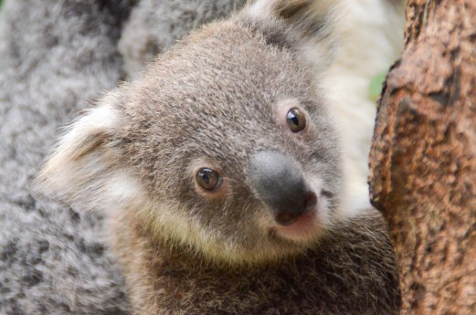 Jubilee_KoalaJoey1_RainforestationNaturePark.jpg