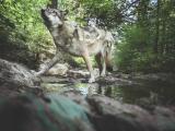David Plummer – Wolf V, Fotografie 2018