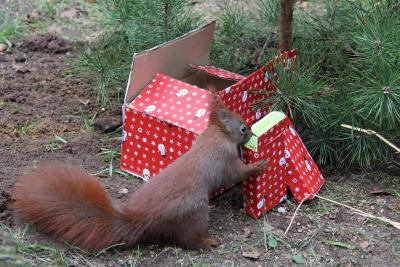 Weihnachtsstimmung bei den Eichhörnchen im Wildpark-MV, Foto: Wildpark-MV