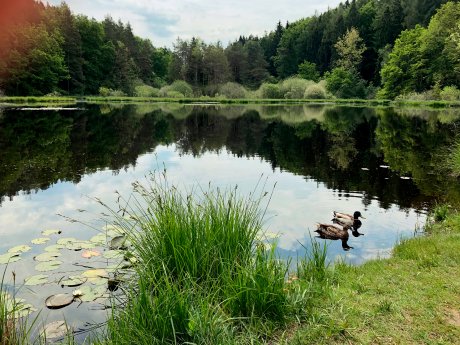 Dingelsdorfer-Weiher-Wildkraeutertour-_Copyright_Werner-Frank.jpg