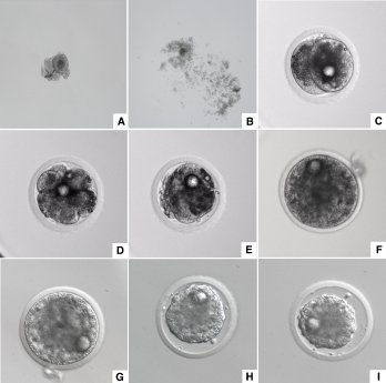 Embryo Development_Avantea-Cesare-Galli_dez19.jpg