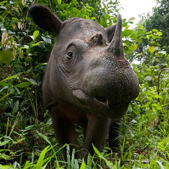 350-HI_279135-Sumatra-Nashorn-_c_-naturepl_com-Mark-Carwardine-WWF.jpg
