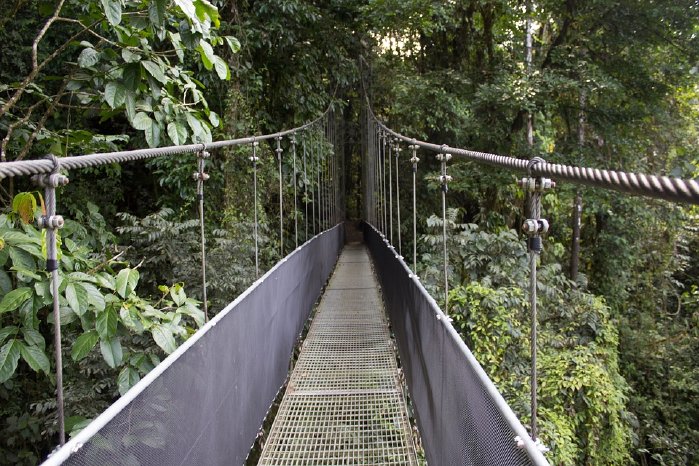 singlereisen.de_Costa Rica_Brücke in den Regenwald.jpg