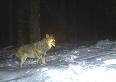 Wolf im Nationalpark Bayerischer Wald_28_1_2016_Quelle NPVBW.jpg