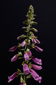 Dirk Übele Fingerhut.jpg