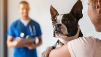 Mit Medical Training gelassen zum Tierarzt