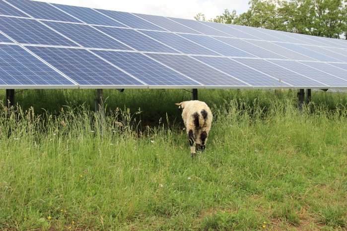 7x7 Pressefoto_Schaf im Solarpark Greifenstein.JPG