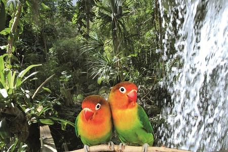 Wasserfall mit Unzertrennlichen (Foto: Biosphäre Potsdam, Merkau Super Ferienpass)