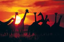 Giraffen im Krüger Nationalpark in Südafrika