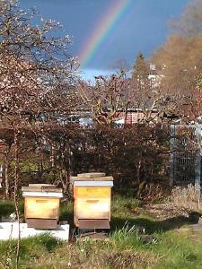2 Bienenstöcke im Schrebergarten