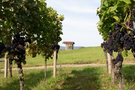 Rebhisliweg Wagenstadt © Anika Volk.jpg