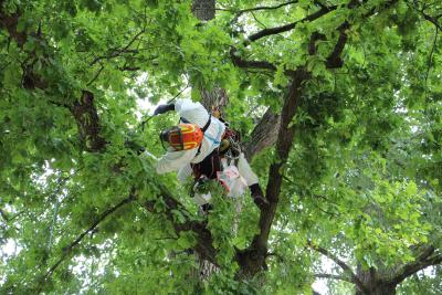 Mit Schutzanzug, Atemmaske und rund 15 Kilogramm Ausrüstung entfernt der Baumpfleger die Gespinste des Eichenprozessionsspinners in der alten Eiche. Fotos: Gaby Richter