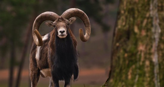 aries-8476385_1920-e1742816250944.jpg