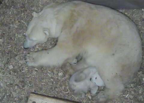 Eisbären-Baby_TierparkHellabrunn2017_1.jpg