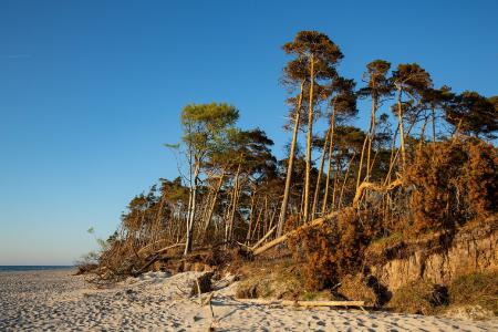 Windflüchter am Strand im Nationalpark Vorpommersche Boddenlandschaft auf der Halbinsel Fischland-Darß-Zingst, Foto: TMV/Prast