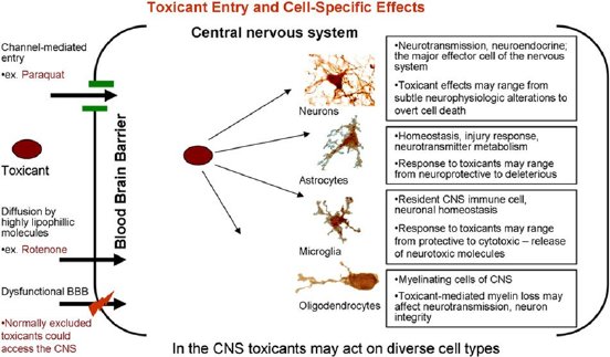 Abb.1 Toxicant Entry and Cell-Specific Effects.png