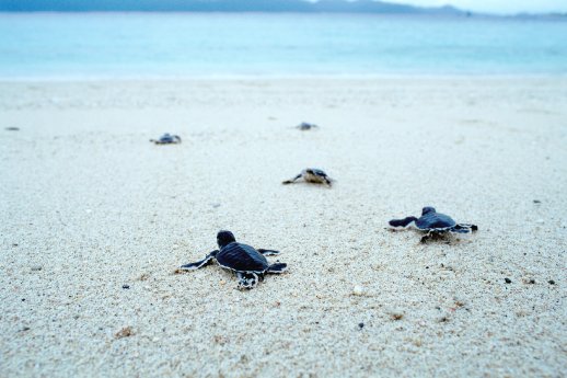 Turtle Hatchlings.jpg
