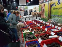 hundundkatze Niederrhein 2 (Archivfoto)