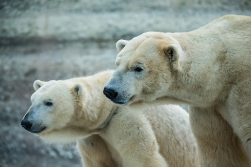 Eisbären Giovanna und Yoghi_Hellabrunn_Januar 2016_Daniela Hierl (2).jpg