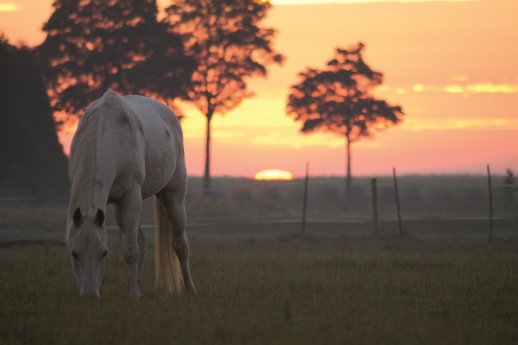 Reitsportmesse Niederrhein (c) Lina Holz.jpg