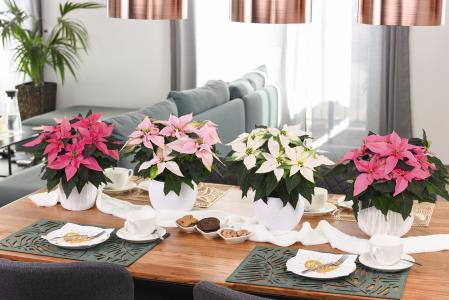 „Farbenfrohe Weihnachten!“: Die J‘Adore-Familie aus dem Hause Dümmen Orange in Rheinberg vereint vier Sorten in einzigartigen Farben von Weiß bis Dunkelpink: 'J‘Adore White Pearl', 'J‘Adore Soft Pink', 'J‘Adore Pink' und 'J‘Adore Dark Pink'. Neben den eindrucksvollen Brakteen zeichnet sich die Familie durch einen ausgeprägten runden Habitus und einen starken V-förmigen Aufbau aus (Foto: Dümmen Orange)