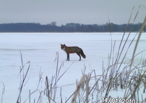 Fuchs auf zugefrorenem See.jpg