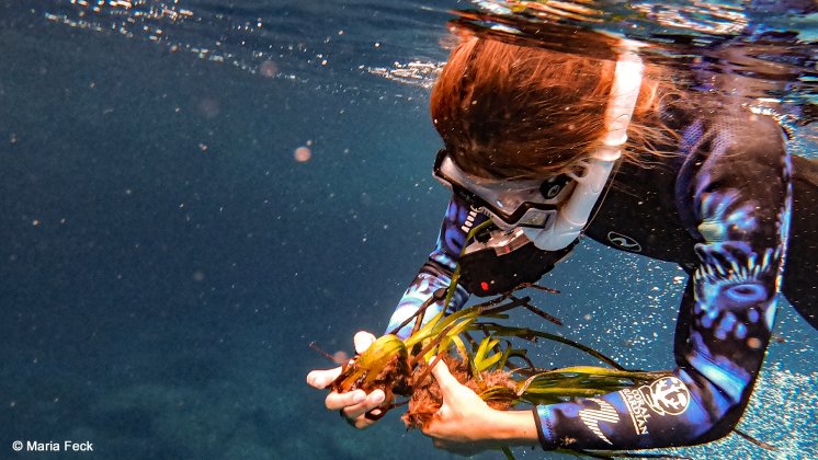 Posidonia-Seegras-Renaturierung von Project Manaia im Mittelmeer.jpg