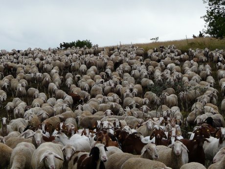 Schafe Maurer im Pferch (7).JPG