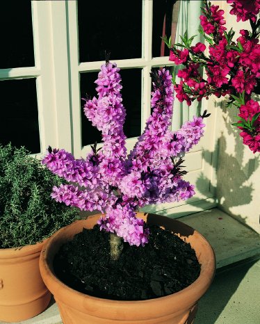 artevos_pfirsich_crimson® ‘bonfire‘-s-_bluete_zwergobst.jpg