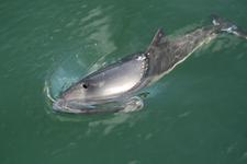 Schweinswal (Foto: Koschinski | FjordBaelt, DK; www.fjord-b...