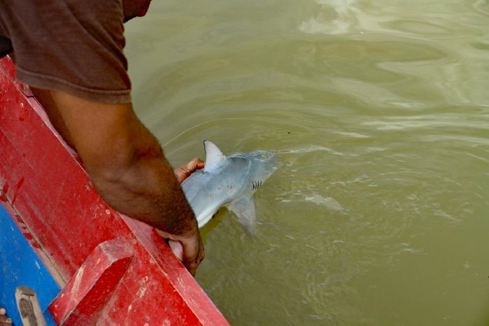 Freilassung-eines-markierten-jungen-Bullenhais-Fidschi-von-Tom-Vierus.jpg