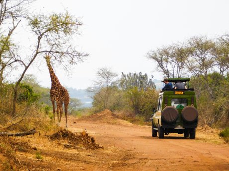Ruanda Safari Giraffe.jpg