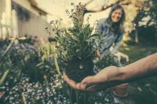 Steigende Temperaturen, mehr Sonnenschein und Freude am Pflanzen locken zu dieser Jahreszeit wieder viele in den Garten. / Bild: AGR