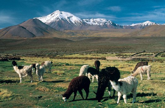 SÜDAM_Altiplano-Chile.jpg