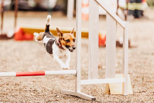 Harzer Hunde-Tage in Hahnenklee_Foto achtpfotenphotography_Quelle HTG.jpg