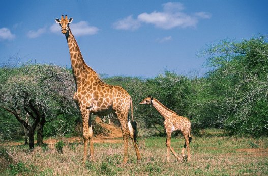 131120_Gebeco_Go Wild Camping Safari_Giraffe.jpg