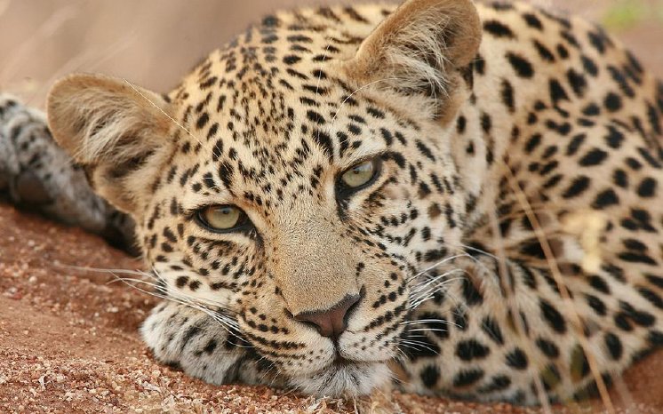 Namibia_Wildlife.jpg